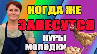 Когда же занесутся куры молодки.