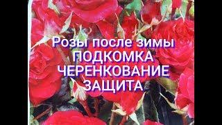 РОЗЫ ПОСЛЕ ЗИМЫ,ВАЖНЫЕ СОВЕТЫ ПО УХОДУ В АПРЕЛЕ,РАЗМНОЖЕНИЕ,ПОДКОРМКИ