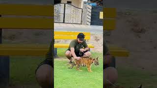 Bangal Tiger  | With Bro’s Sw Pet House | Subscriber  #swpetshouse