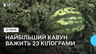 Виростив херсонські кавуни без зрошення: історія фермера та його родини з Музиківки