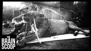 The Man-Eating Lions of Tsavo