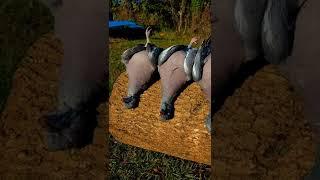 Woodpigeon Hunting  #woodpigeon #youtubeshorts #reels #hunting #huntinglife