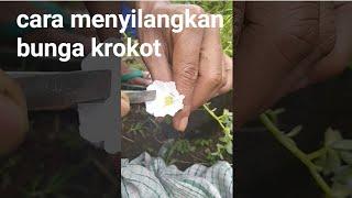 Cara menyilangkan bunga krokot