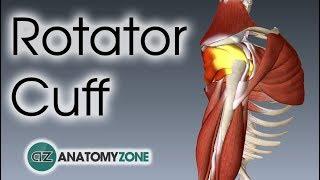 Rotator Cuff | 3D Anatomy Tutorial