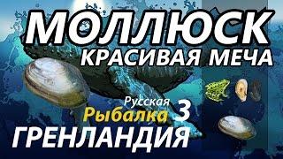 Моллюск Красивая меча / РР3 [ Русская рыбалка 3.9 Гренландия]