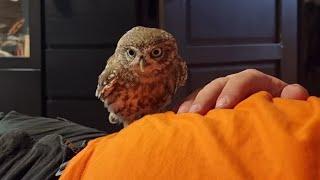 Little Owl Luchik is happy to see his best friend. Give a Luchik of slippers and a seal!