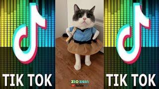 TIK TOK KUCING KECIL LUCU BIKIN NGAKAK LOH