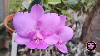 cattleya Walkeriana Larissa Original