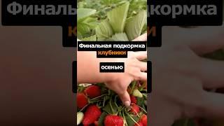 Финальная подкормка клубники осенью #огород #сад #дача #клубника