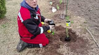 Высадка укоренённых, плодовых, кустарников в грунт ,и обзор по огороду.