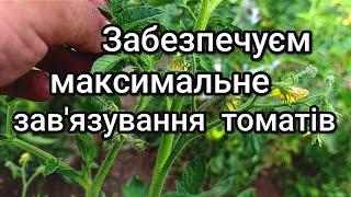 Підживлення томатів у період цвітіння та зав'язування