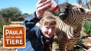 Eine Herde für Zebra Benny | Reportage für Kinder | Paula und die wilden Tiere