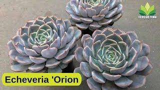 Echeveria 'Orion - planta suculenta híbrida de fácil cultivo !