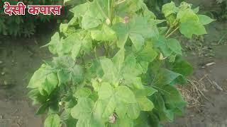 देसी कपास की सभी वैरायटियों | desi kapas ki top variety | kr64 kapas | kapas ki kheti 2024 ||