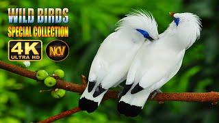 Wild Birds Special Collection 8K VIDEO ULTRA HD HDR 60FPS  || Amazing Birds 4K Video ||  NCV || #5