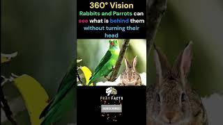 Feathered and Furry Periscopes: Nature's 360° Visionaries  #amazing #facts #viral #trending