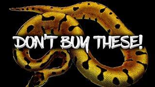 Don't Buy These 10 Ball Pythons!
