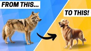 The History of Golden Retrievers