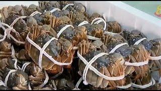 [Mediacorp TV Ch8 News 2018/2019/2020] Live Hairy Crab Feature