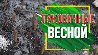 Уход За Луковичными Весной  Чем Подкормить Луковичные  Советы от Garden zoo огород