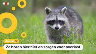 Er zijn te veel wasberen: Limburg gaat de dieren afschieten