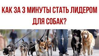 Как за 3 минуты стать лидером для своей собаки?