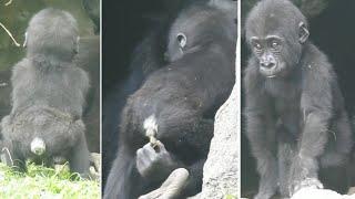 CC subtitles。Gorilla baby Ringo will poop on her own. 2022-5-9 1222