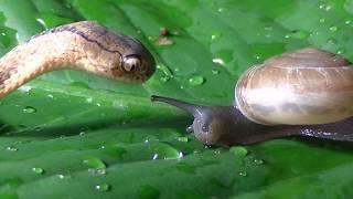 Keeled Slug Snake eats snail