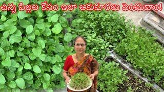 చిన్న పిల్లల కోసం ఆకుకూరలు పెంచుకుందాం || Grow Leafy Vegetables for Small Children