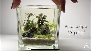 Pico Aquascape ‘Alpha’ - the art of micro scaping