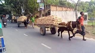 Horse Car in Bangladesh..............