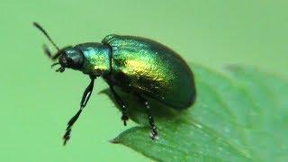 Жук листоед зеленый мятный, Chrysolina herbacea