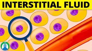 Interstitial Fluid (Medical Definition) | Quick Explainer Video