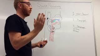 Swallowing Mechanism: Three phases