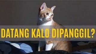 Rahasia Bikin Kucing Nurut