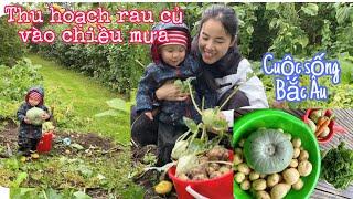 137: Vườn rau Việt ở Phần Lan, thu hoạch khoai tây, bí đỏ,su hào,cà rốt, cải Kale nhà trồng