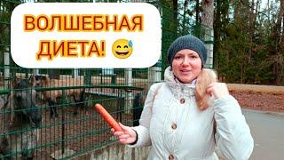 КТО СЪЕЛ ВСЕ ВКУСНЯШКИ?  БЕЛОВЕЖСКАЯ ПУЩА! 28.12.2024