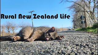 Rural Life In New Zealand