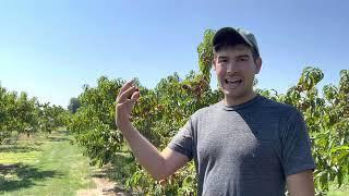 How to Grow Peaches  as Taught By an 85 Year Old Orchardist