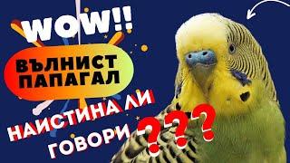 МОГАТ ЛИ ВЪЛНИСТИТЕ ПАПАГАЛИ ДА ГОВОРЯТ?