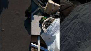 Что внутри мусорного мешка #походнасвалку #мусорки #находки #топ #dumpsterdiving