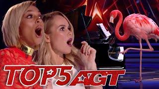 Top 5 Animal Acts in the History of Got Talent Shows!