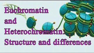 Euchromatin and Heterochromatin- Structure and Differences I Chromatin I Constitutive I Facultative