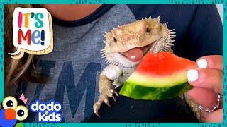 Bearded Dragon Chows Down On Everything, But NOT Spinach?!  | Dodo Kids | It’s Me