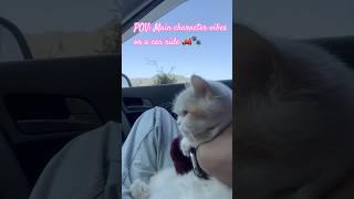 #chillandplay #catsofyoutube #car #cat #trendingshorts #travelcat #whitecat