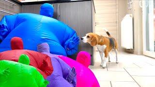 Cute Beagle Dogs Surprised w/Man in Funny Chub Suits