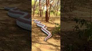 Man Trying To Escape Giant Anaconda Snake P6 #shorts #anaconda #snake #python #snakevideo #snakes