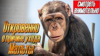 Смотреть всем ВНИМАТЕЛЬНО | ДАН ЗАПАШНЫЙ о причине ухода шимпанзе МАЛЬТЫ | Факты и новости сегодня