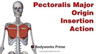 Pectoralis Major Anatomy: Origin, Insertion & Action