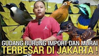 GUDANG UTAMA ! BURUNG IMPORT JAKARTA PALING MURAH ECER GROSIRAN KIOS JONATH MHJR